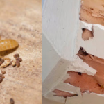 Gambar Jenis rayap kayu kering vs rayap kayu basah dan tanah