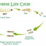 Metamorfosis Rayap dan Siklus Hidupnya
