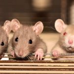 02_Tips-tips Mencegah Tikus Masuk Rumah_1