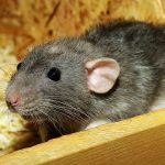Jasa Basmi Tikus di Batam