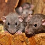02_Tips-tips Mencegah Tikus Masuk Rumah_4